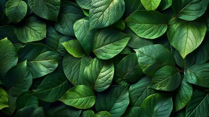 Wall Mural - lush green leaves covering ground in a dense natural habitat during daytime