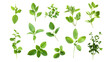 © YOGI C - Fresh Green Herbs with Transparent Background -  Perfect for Culinary & Design Projects