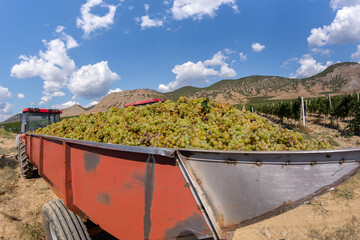 Canvas Print - Harvesting grapes