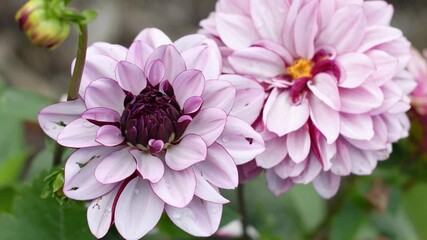 Wall Mural - Close up of blooming ash pink dahlias, decorative Creme de Cassis in garden, natural floral background with blurred backdrop, fragrant home garden,