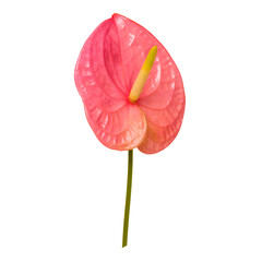 Canvas Print - Pink anthurium png leaf flower, botanical image on transparent background