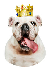 Canvas Print - PNG English Bulldog puppy with crown  transparent background