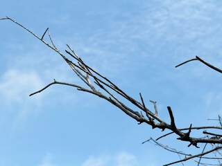 Poster - dry branches of a tree on a blue sky.