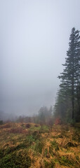 trail in the forest in Bergen on a winter foggy day in the troll valley