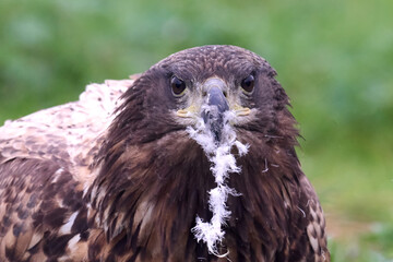 Sticker - White-tailed eagle (Haliaeetus albicilla)