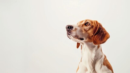 Curious beagle dog looking up with hope on white background, cute and attentive, perfect portrait of loyal friend. Plenty of copy space