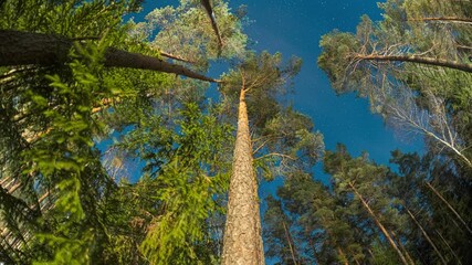 Wall Mural - Slider shot Night Natural Starry Sky Above Woods. Night Landscape With Dramatic Sky With Shining Stars. Slider motion. Bottom view. Trees trunks and deep dark night sky. Sky Stars Above Crowns Of