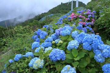 大川原高原　梅雨に映える紫陽花　（徳島県　佐那河内村）