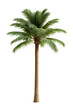 © EmBaSy - Tall Palm Tree Isolated