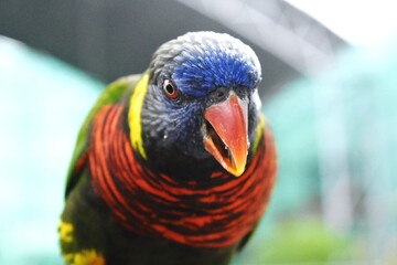 Wall Mural - Close-up of a colorful parrot with vibrant plumage and a blurred background