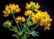 © Sirinporn - Vibrant yellow blooms of Hippocrepis emerus subsp emeroides, a rare Coronilla-like vetch, contrast beautifully against a dark, mysterious black background, highlighting its delicate details.