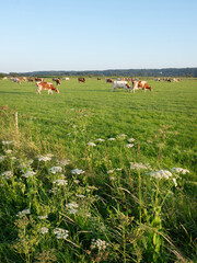 Canvas Print - red and white cows and summer flowers in early morning meadow near nijmegen in the netherlands