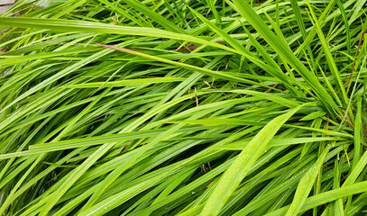 Green grass blades with dew drops, capturing the freshness and vitality of nature