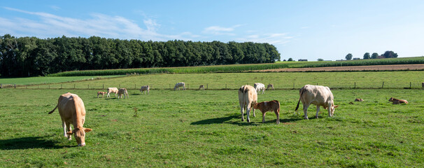 Canvas Print - blonde cows graze in hill country near nijmegen in the netherlands