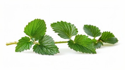 Fresh strawberry plant leaf isolated on white background