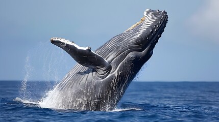 Wall Mural - Majestic Humpback Whale Breaching the Ocean Water Cascading from its Massive Body