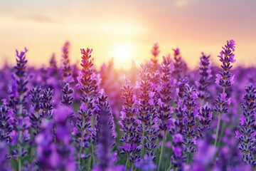 Wall Mural - Lavender field in full bloom with a stunning sunset in the background. The vibrant purple flowers create a serene and picturesque landscape.