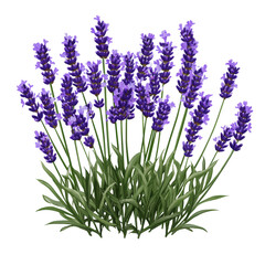 Wall Mural - Lavender Plant Isolated on White Background