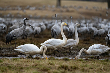 Swan, swans (Cygnus) flapping its wings, cranes (Grus grus) in the background