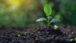 © Blackmint Studio - A small green seedling breaks through dark soil, thriving in a vibrant garden illuminated by bright sunlight