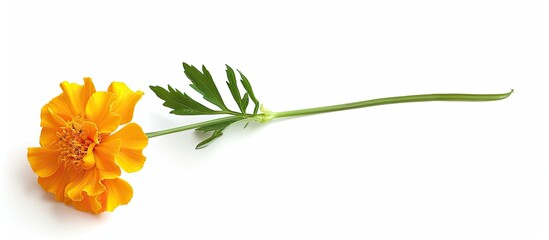 Aufkleber - Isolated on a white background a yellow African marigold flower stands alone in the copy space image