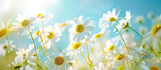 Poster - Wide angle summer background with beautiful daisy flowers in a flower meadow ideal as a panoramic web banner with copy space image