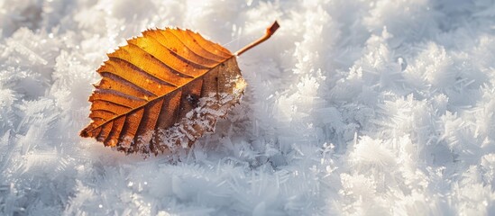 Aufkleber - A dry leaf rests gracefully on a white snowy surface creating a serene winter scene with copy space image