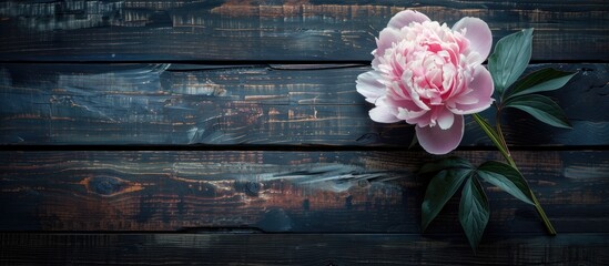 Fototapete - Pink peony flower on a dark wooden surface offering ample copy space for a heartfelt Mother s Day message creating a warm and inviting background theme