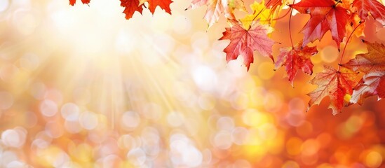Aufkleber - Maple leaves in a vibrant fall display with copy space image