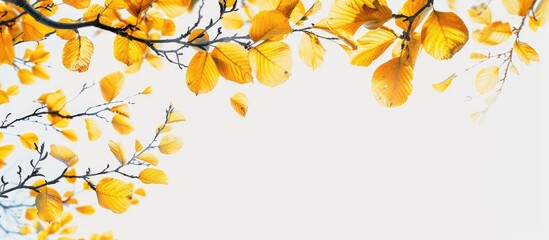 Wall Mural - An uncommon autumn season with yellow leaves on tree branches against a blank background creating a striking copy space image