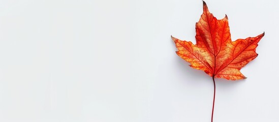Fototapete - Maple leaf with copy space image on white backdrop