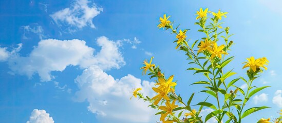 Poster - Yellow Pridiyathorn flower against a blue sky provides a vibrant copy space image