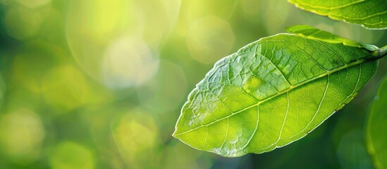 Poster - Macro shot of a leaf with a blurred background ideal for copy space image