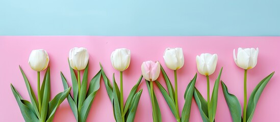 Aufkleber - Top view of white tulips on a colored backdrop with copy space image