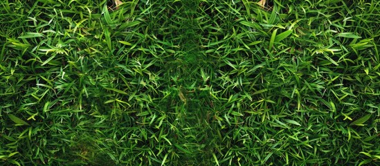 Wall Mural - background of vibrant green grass with copy space image