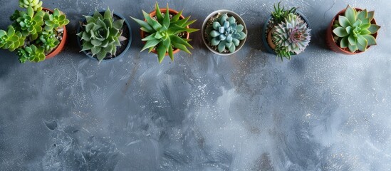 Poster - Various house plants like Haworthia and Echeveria arranged in pots on a grey tabletop in a flat lay style providing copy space for text