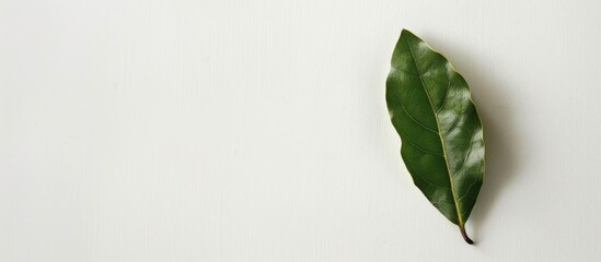 Aufkleber - A lone bay leaf against a white backdrop in a food copy space image