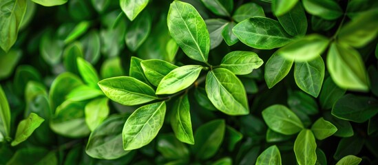 Fototapete - Background of green leaves with copy space image