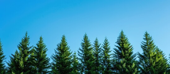 Fototapete - Lush green fir trees set against a clear blue sky highlighting nature s beauty and emphasizing environmental awareness Ideal for copy space image