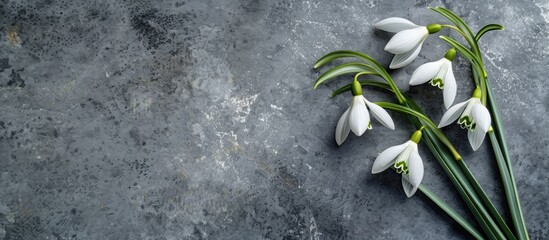 Poster - Snowdrop bouquet on a gray stone background with a copy space image for messages perfect for Valentine s Women s and Mother s Day greetings featuring delicate spring flowers