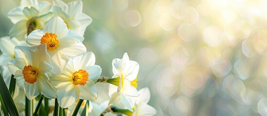 Aufkleber - Spring flowers featuring white daffodils in a copy space image