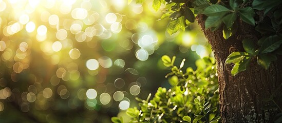 Fototapete - The photograph captures a refreshing warm feeling with green and white circular bokeh around a tree taken in the morning sunlight Ideal for a copy space image