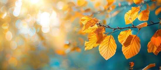 Aufkleber - Sunny autumn day in a forest with yellow dry leaves offering a beautiful macro bokeh background ideal for text with copy space image