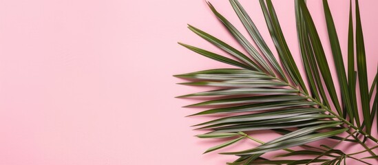 Aufkleber - Top view image of a palm tree leaf on a pink background with space beside for text or product display. Creative banner. Copyspace image