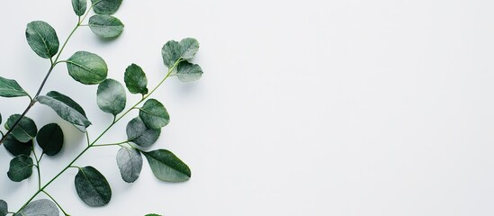 Leinwandbilder - Minimalist copy space image featuring leaves on a white backdrop