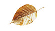 © PNG Kingdom  - A leaf plant gold on transparent background