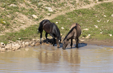 Wall Mural - Wild Horses at a Waterhole in Summer in the Pryor Mountains Montana