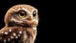 © Naphatson - Adorable baby owl close-up with wide eyes, black background, high quality portrait
