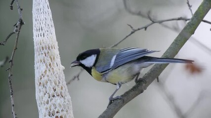 Poster - Great tit eats food in the forest in winter