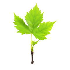vibrant green maple leaf showcasing intricate details, ideal for nature-themed projects or environme